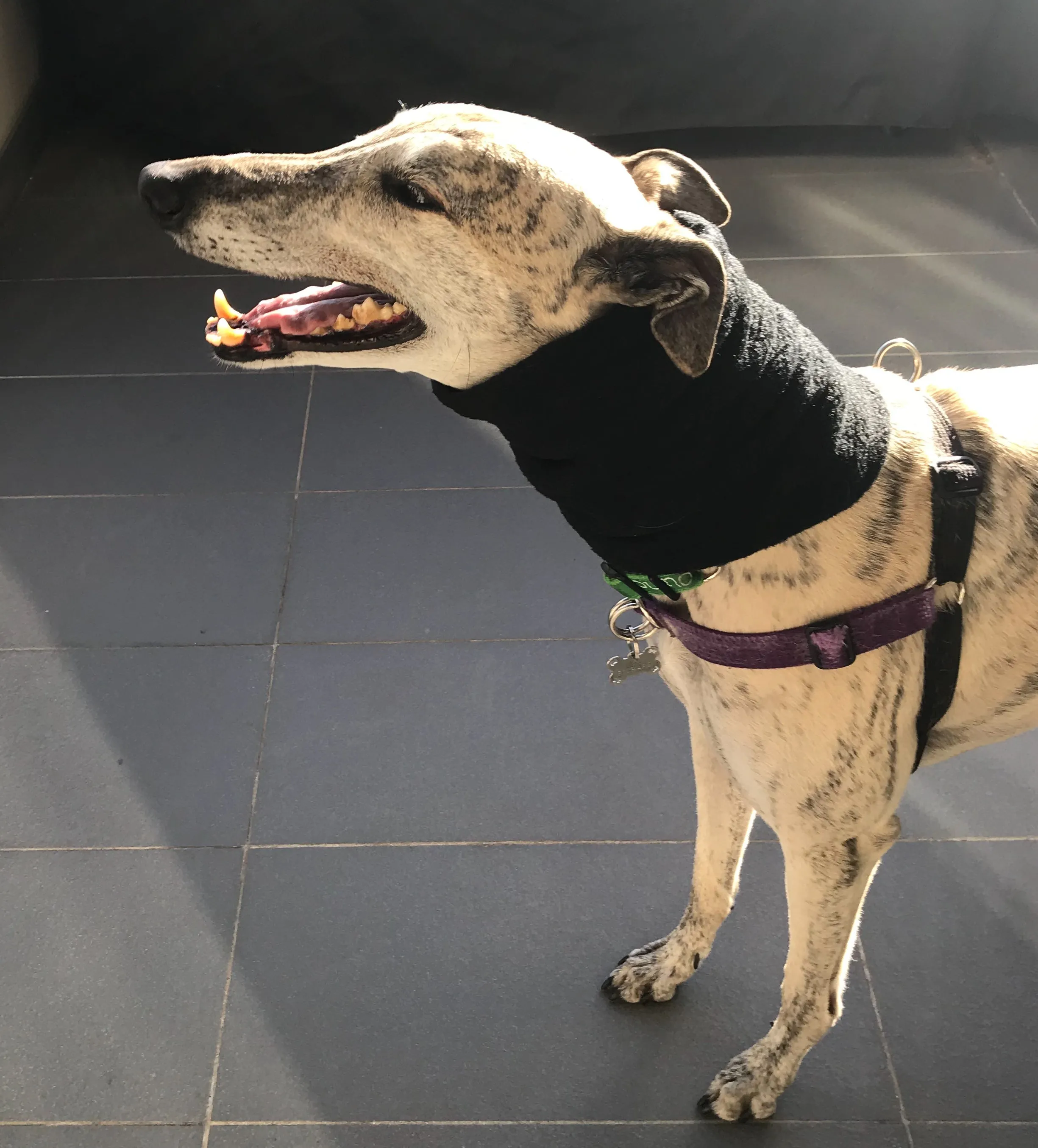 Greyhound fleece extra wide collar scarf snood neck warmer