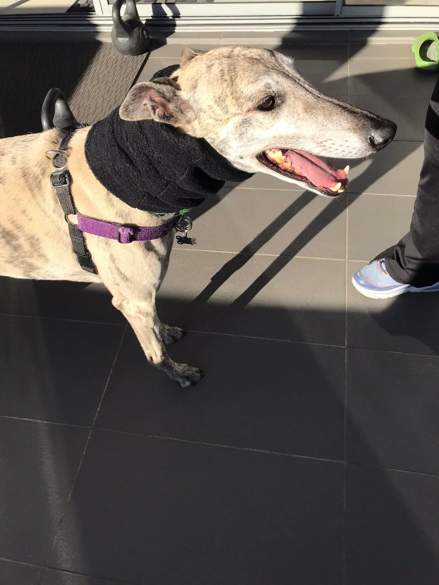 Greyhound fleece extra wide collar scarf snood neck warmer