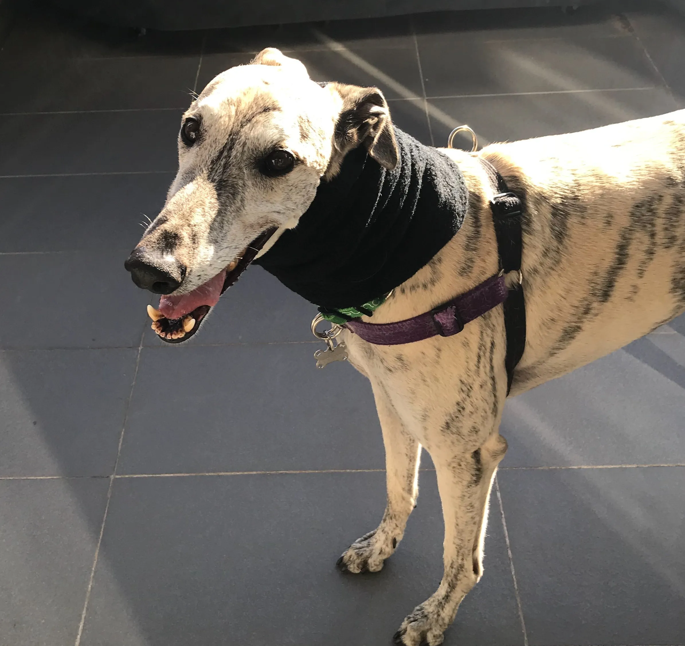 Greyhound fleece extra wide collar scarf snood neck warmer
